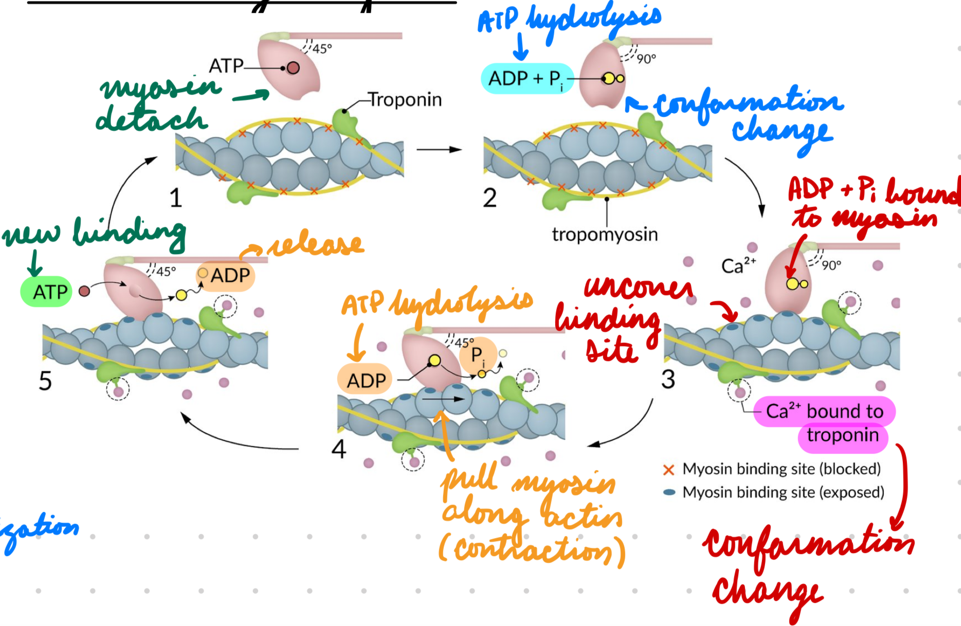 <p>New ATP bind myosin head = Myosin head detaches from actin</p>