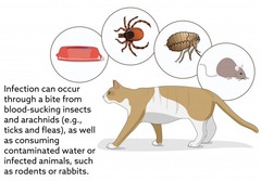 <p>Ticks </p><p>Dogs more resistant; cats = depression, fever, anorexia, lymphadenopathy, oral ulceration</p>