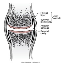 <p>Lined with a synovial membrane. Secretes synovial fluid. Reduces friction. Helps joint move freely. Provides some shock absorption. Source of nutrition for articular cartilage.</p>