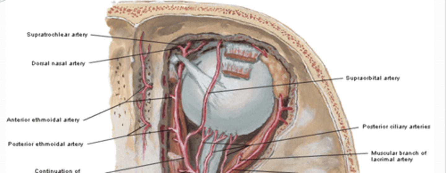 <p>Where does the supraorbital artery emerge, and with which nerve does it travel?</p>