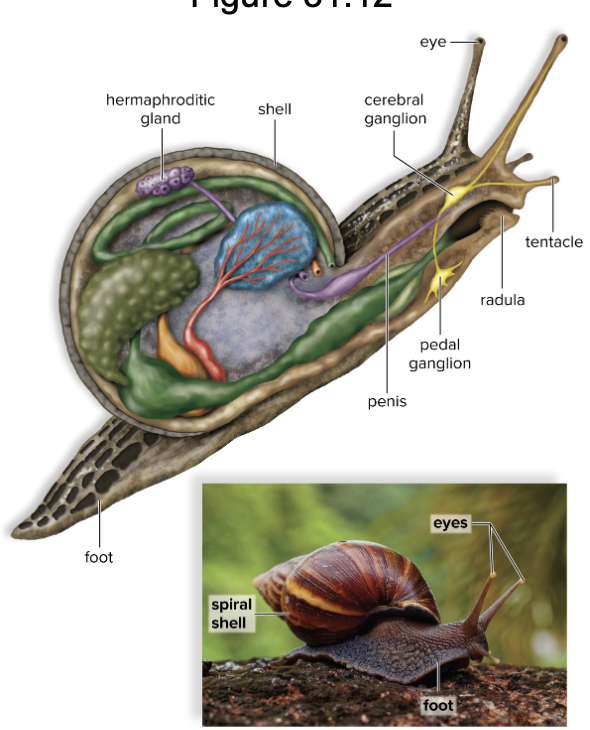 <p>class gastropoda</p><ul><li><p><span>Includes nudibranchs, conchs, and snails</span></p></li><li><p><span>Foot is flattened ventrally</span></p></li><li><p><span>Move by muscle contractions along the foot</span></p></li><li><p><span>Some herbivores; others carnivores</span></p></li><li><p><span>Existence of shells varies</span></p></li><li><p><span>Land snails hermaphroditic; cross-fertilize</span></p></li></ul><p></p>