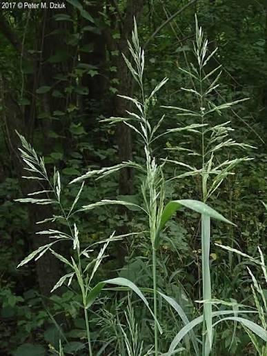 <p>Cool - Tall native clump grass with a loose, delicate panicle. Leaves usually on one side. Drooping. Occupies moist woods, swamps, and floodplains. Although physiologically C3, it grows and flowers relatively late, so some references call it warm-season.</p>