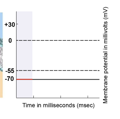 <p>At the resting state, the cell's membrane potential is -70 millivolts. Ion movement primarily occurs through leak channels and sodium-potassium pumps. All voltage-gated channels, including sodium and potassium, remain closed. This state sets the baseline for the subsequent action potential process. </p>