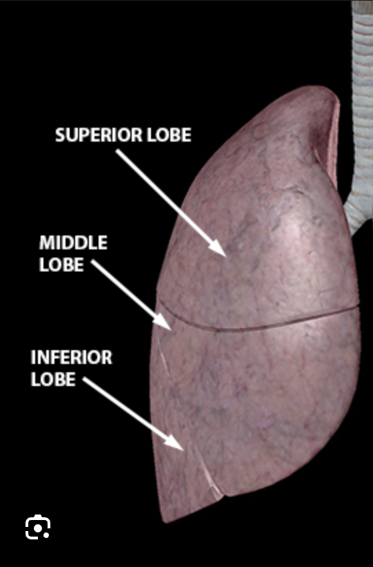 <ul><li><p>Larger lung</p></li><li><p>3 lobes (superior, middle, inferior)</p></li><li><p>2 fissures (horizontal &amp; oblique).</p></li></ul><p></p>