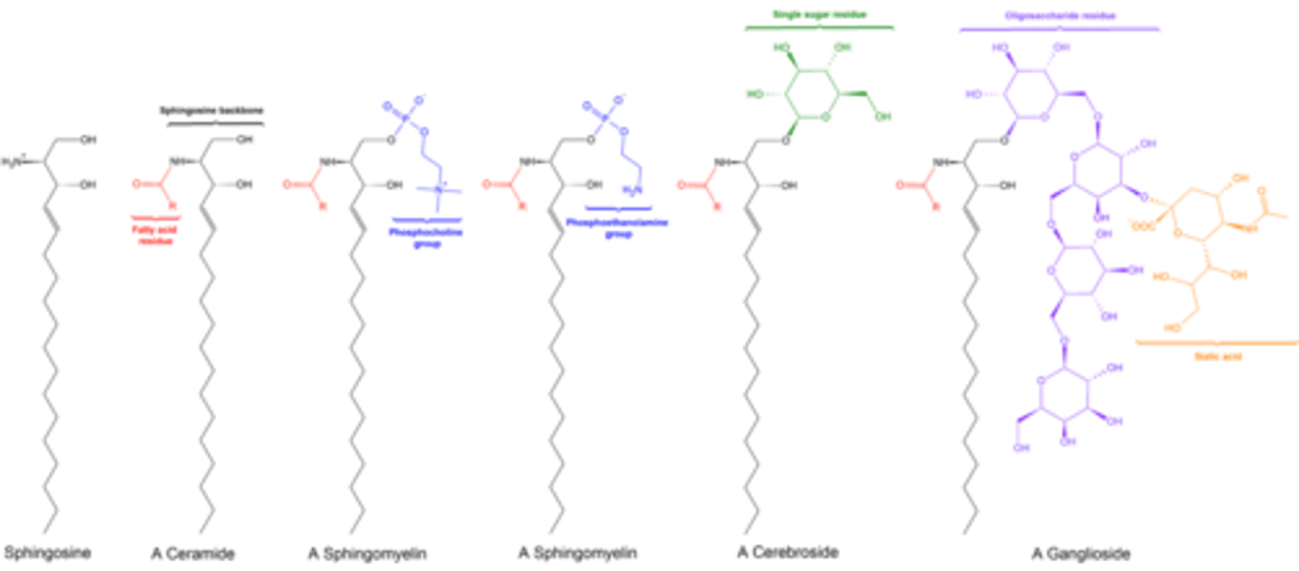 <p>Glycolipids with a head group composed of oligosaccharides with a terminal sialic acid (NANA) molecule.</p>