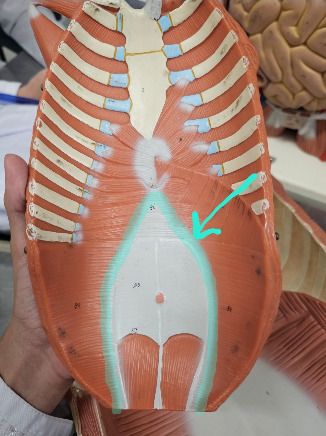 <p>Qual é o nome? </p>