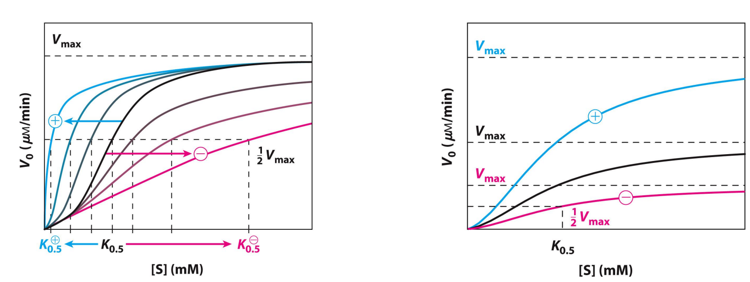 <p>Allosteric Enzyme Kinetics (negative or positive modulator)</p>