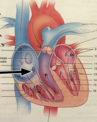 <p>Identify the structure</p>