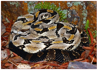 <p>venomous</p>