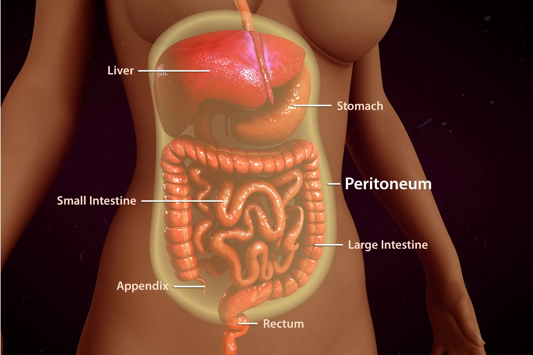 <p>What does the <strong>peritoneum</strong> surround?</p>
