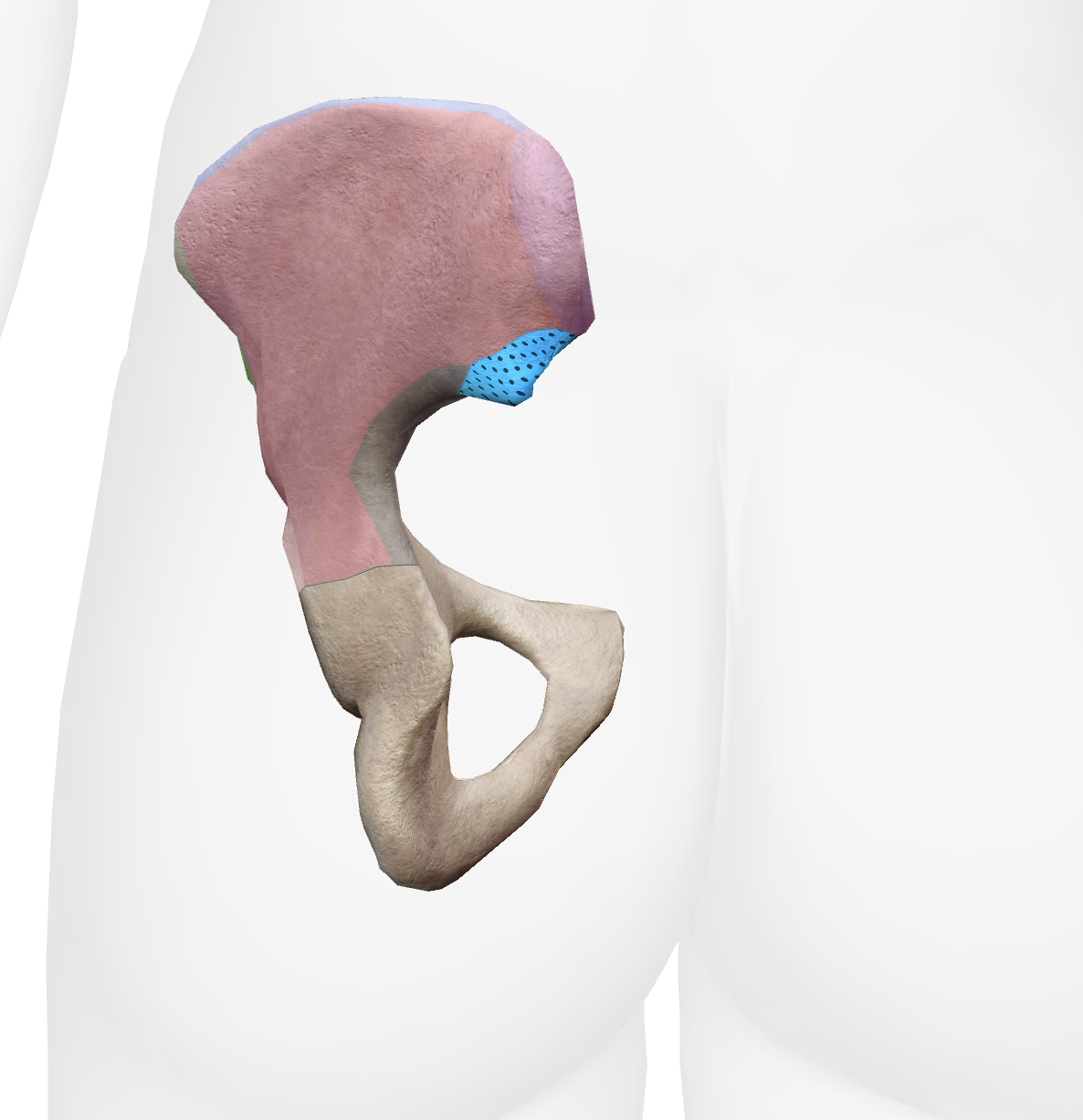 <p>What is this part of the ilium</p>