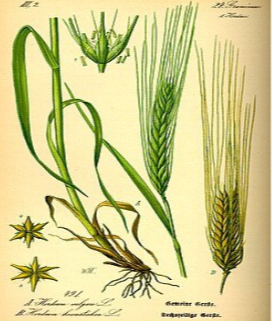 term image