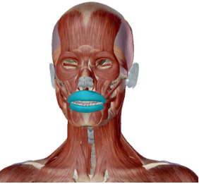<p>what muscle is this</p>