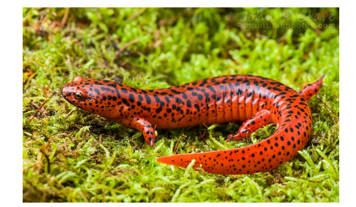 <p>name this animal</p>