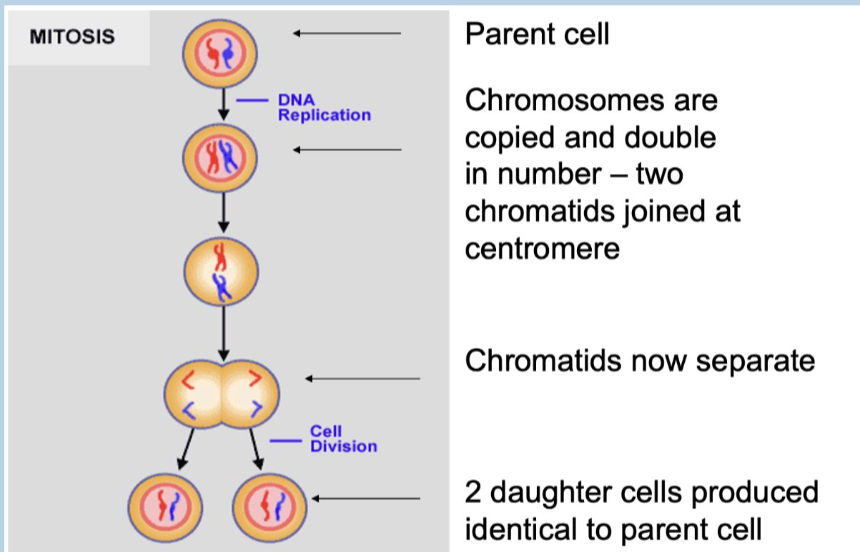 <ul><li><p>process - 1 parent cell divides into 2 diploid daughter cells, identical to the parent (orirginal) daughter cells = new cells </p></li></ul><p></p><ul><li><p>occurs in somatic cells (body cells)</p></li></ul><p></p>
