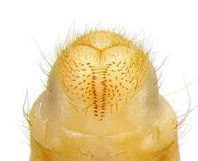 <p>What do you call the arrangement of bristles and hairs on the underside of the tip of the abdomen of a white grub?</p>