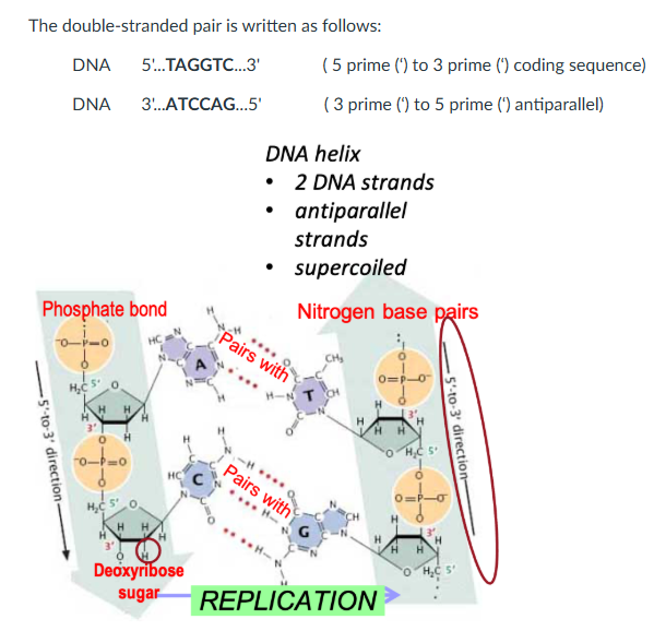 <p><strong><em>Deoxyribonucleic Acid.</em></strong></p><p>DNA molecules are very long chains composed of repeating subunits known as nucleotides <strong>A (Adenine), G (Guanine), C (Cytosine), </strong>and <strong>T (Thymine)</strong>. DNA is double-stranded.</p><p>The two strands containing complementary. (i) A pairs with T (ii) C pairs with G. The strands are antiparallel (opposite direction to each other). The 2 strands are twisted to form a helix.</p><p>DNA is also present in the eukaryotic mitochondria and in bacterial plasmids. Mitochondrial and plasmid DNA is called extra-chromosomal DNA.</p>