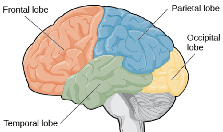 <ul><li><p>Frontal </p></li><li><p>Parietal </p></li><li><p>Occipital </p></li><li><p>Temporal</p></li></ul><p></p>