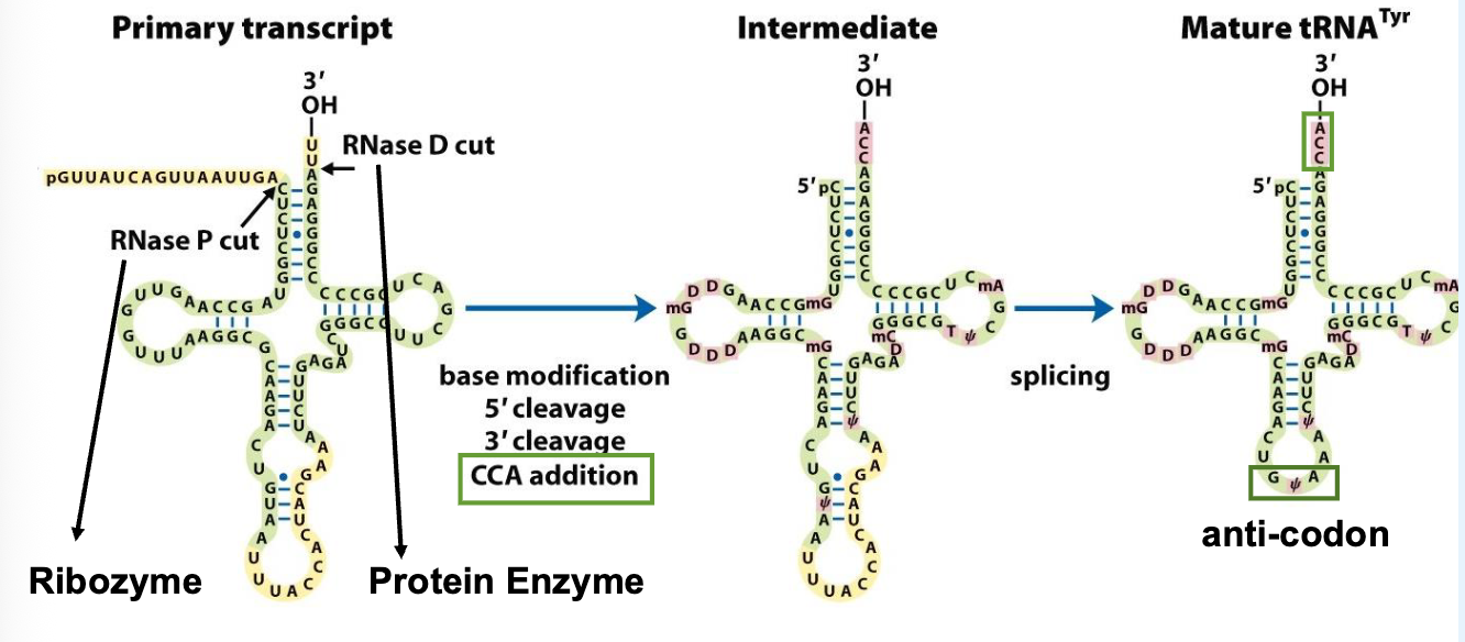 <ul><li><p>tRNA are transcribed by RNA pol III and are then processed (base modification, cleavage, splicing, 3’ end editing)</p></li><li><p>all tRNAs have the same CCA sequence at the 3’ end that is added post-transcriptionally</p></li></ul><p></p>