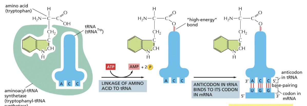 <p>can “host” in its structure one amino acid and one tRNA (based on anticodon), and bonds them together with ATP</p>