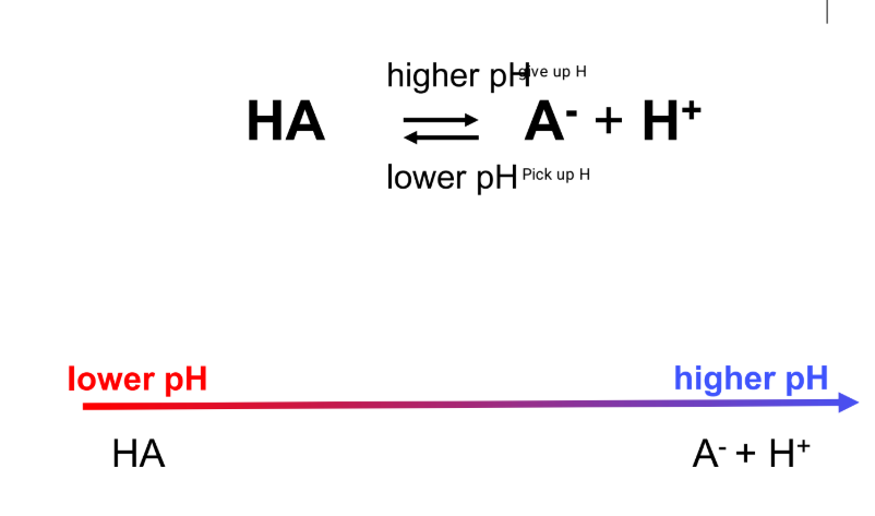 <p>An index used to express the [H+] in solution</p><p>pH measures the acidity of a given solution</p><p>lower pH = more hydrogen ions</p>