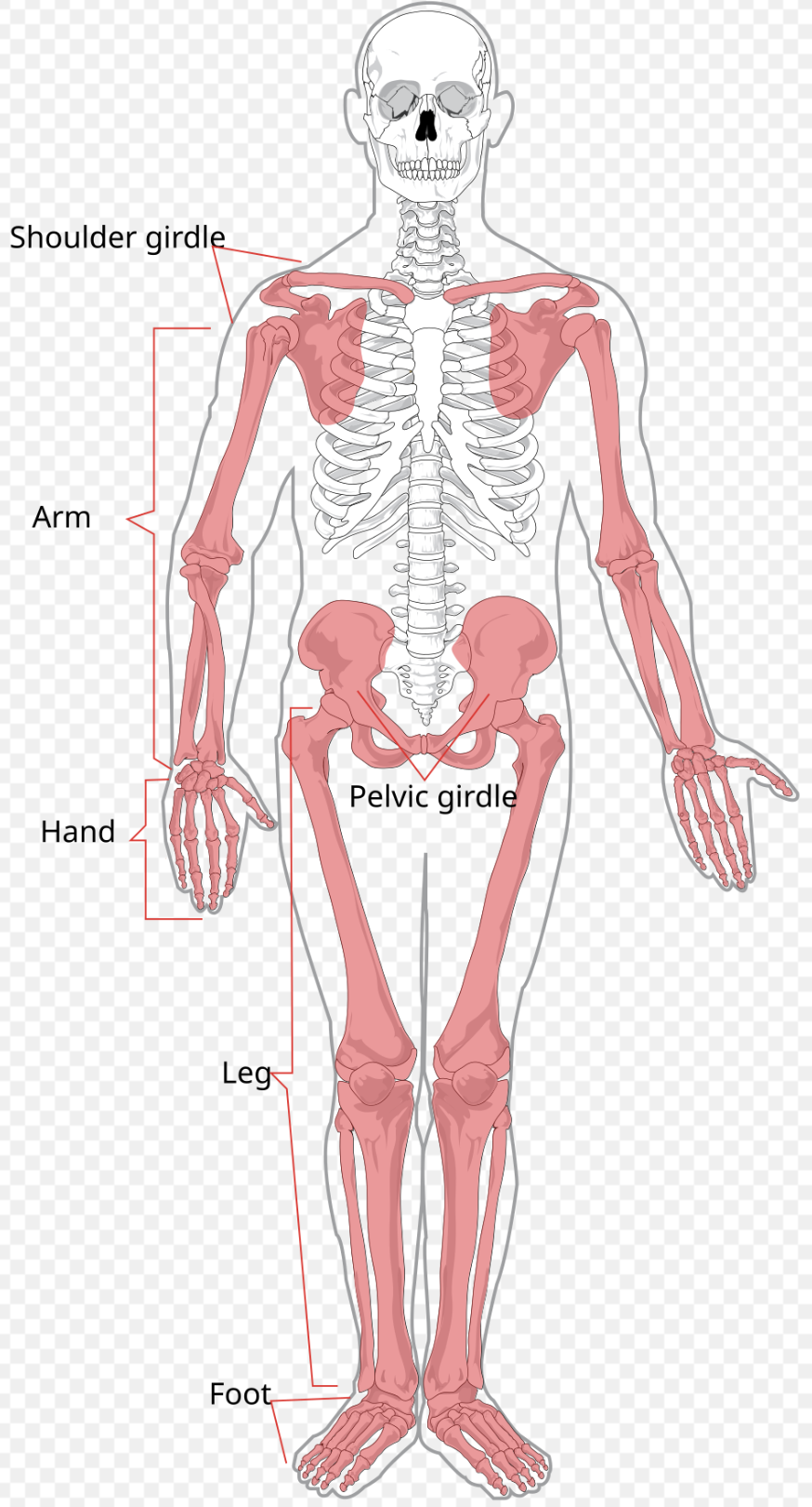 <p>Limbs, pectoral girdle, pelvic girdle</p>