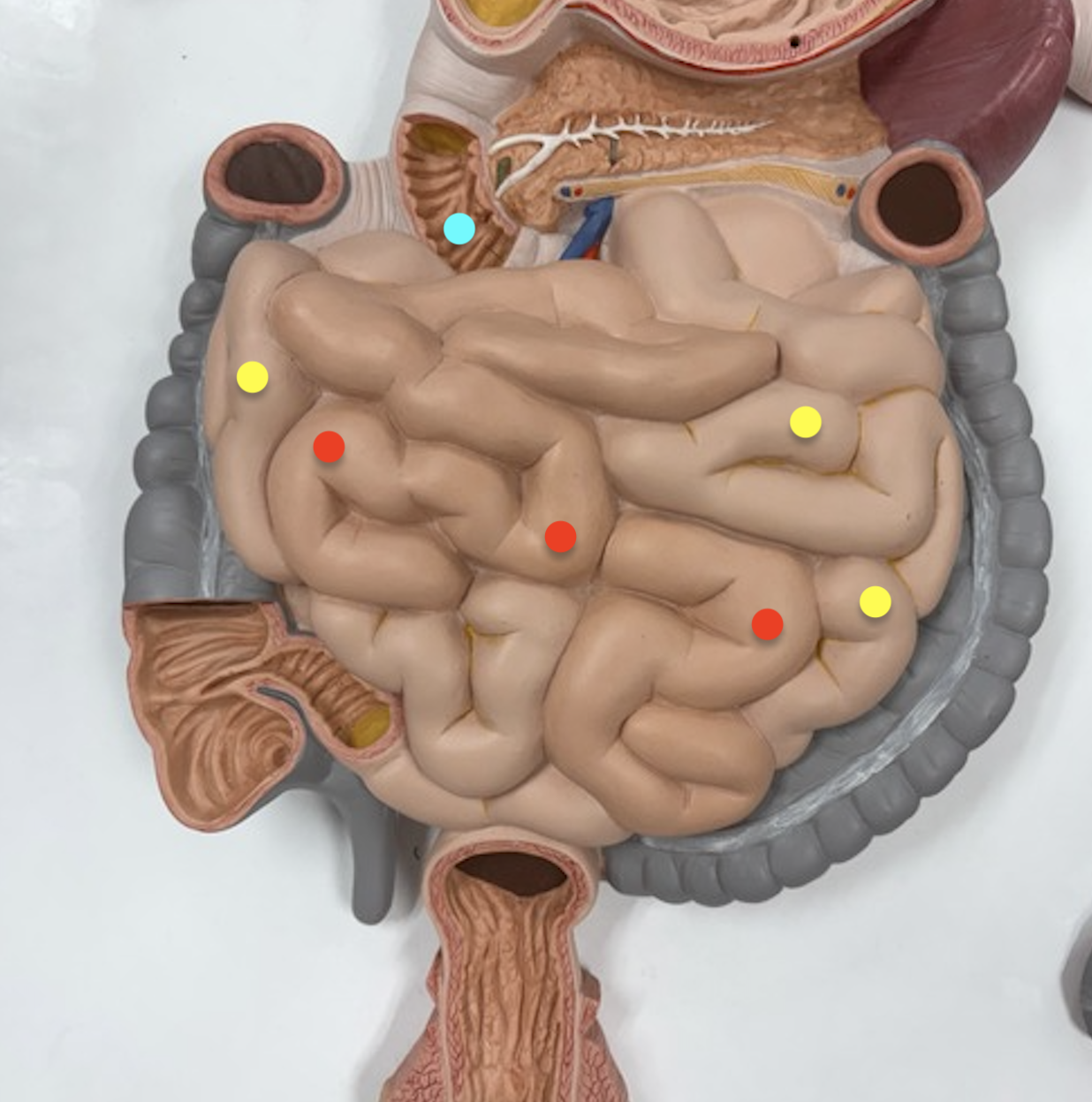 <p>Identify structures</p>