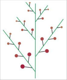 <ul><li><p>Indeterminate Inflorescence</p></li><li><p>Compound Modification</p></li><li><p>Each Pedicel becomes Mini-Inflorescence</p></li><li><p>Youngest Branches at Top</p></li></ul><p></p>