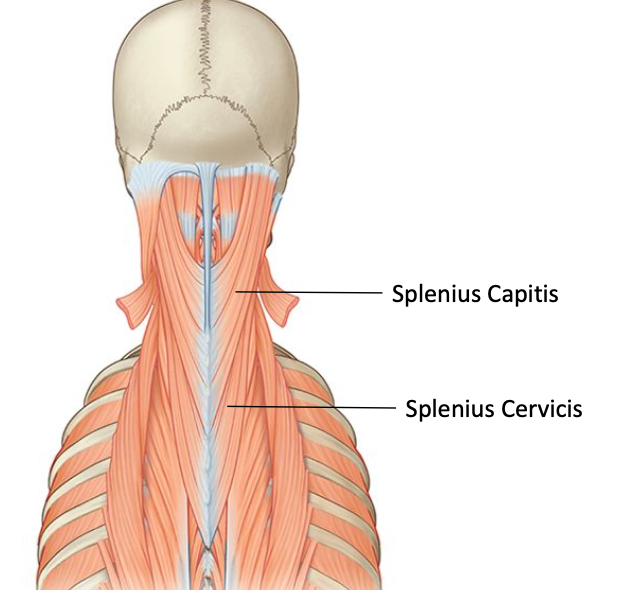 <p>Splenius Cervicis</p>