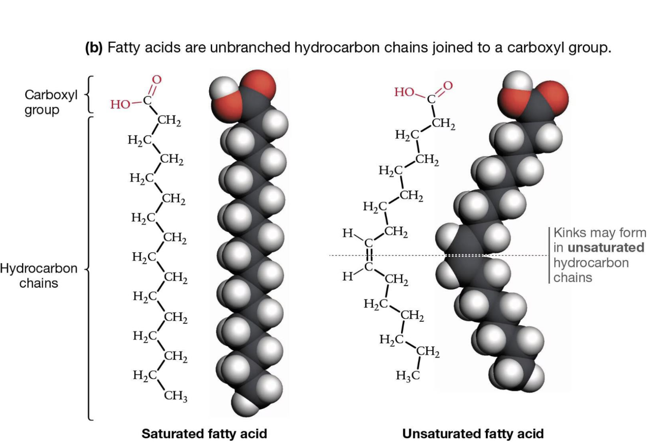 <p>unbranched hydrocarbon chains joined to a carboxyl group</p>