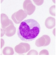 <p>Key Cells of the immune system: Monocytes and Macrophages</p>