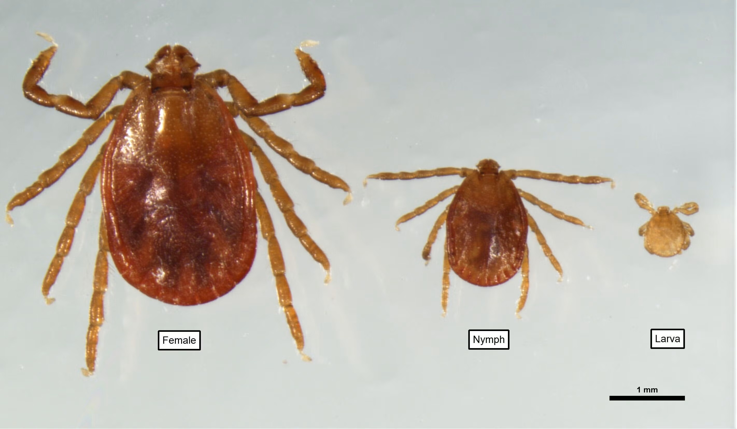 <p>What tick is this, and how do you know?</p>