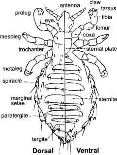 <ul><li><p>Antennae </p></li><li><p>Compound eye </p></li><li><p>Coxa - helps to anchor the large muscles </p></li><li><p>Trochanter - provides flexibility and allows the rotational movement of the leg </p></li><li><p>Femur </p></li><li><p>Tibia - used to anchor the louse, a tibial thumb works in opposition to the tarsal claw </p></li><li><p>Tarsus - grasps human hair and clothing fibers, allows a secure hold on the hair during movement</p></li></ul><p></p>
