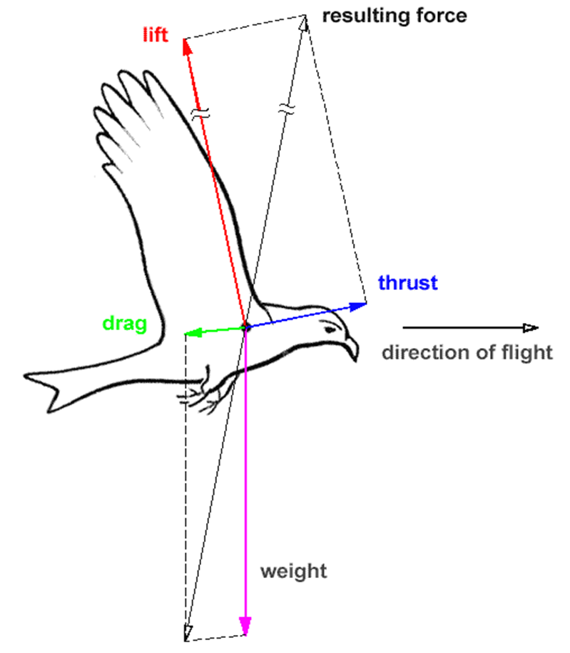 <ul><li><p>lift (upward)</p></li><li><p>thrust (forward)</p></li><li><p>weight (downward)</p></li><li><p>drag (backward)</p><ul><li><p>to maintain level flight, birds must maintain all forces in balance</p></li></ul></li></ul><p></p>