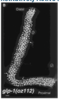 <ul><li><p>Germline is full of cells that never enter oogenesis</p></li><li><p>Animals are sterile</p></li><li><p>Develop germline tumors</p></li></ul><p>Gain of function - distal tip cell is everywhere - too big of a niche - mitotic cells throughout the germline</p>