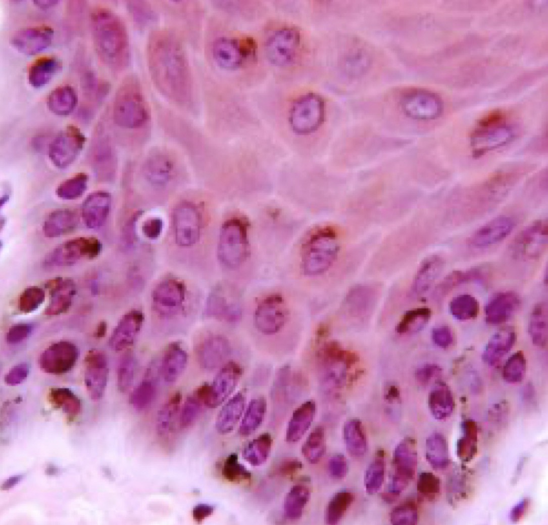 <p>Identify the Structure</p>