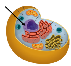 <p>A membrane around DNA, nucleolus is inside.</p>