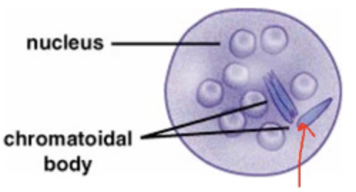 <p>Entamoeba coli: Cyst</p>