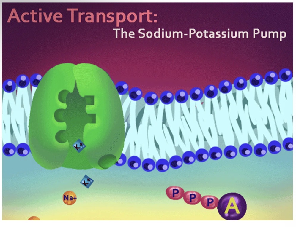 <ol><li><p>Sodium-potassium pump:</p></li></ol><ul><li><p>uses ATP to move Nat and Kt ions across the concentration gradient. It will move 3 x Nat ions from inside the cell to outside the cell and it will move 2 x K+ ions to inside the cell.</p></li></ul><ol start="2"><li><p>Cell membrane is not permeable to negative ions and these will remain rapped inside the cell.</p></li></ol><p></p>