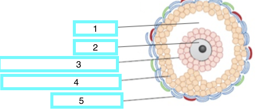 <p>varian follicle - what is 5</p>