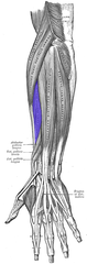 <p>originates on lateral epicondyle, inserts on third metacarpal; abducts the hand</p>