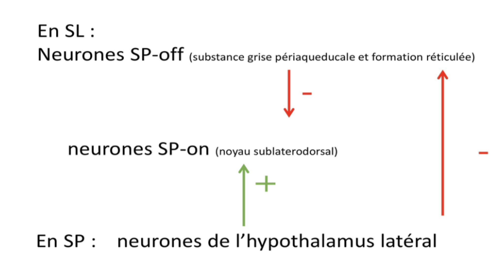 <ul><li><p>Le sommeil paradoxal ne survient jamais directement après l’éveil. </p><ul><li><p>Il est toujours précédé par une phase de sommeil lent. </p></li></ul></li><li><p>Le sommeil lent inhibe d’abord les structures responsables du sommeil paradoxal, puis un mécanisme de bascule appelé “switch” permet ensuite l’activation des noyaux responsables du sommeil paradoxal.</p></li><li><p>Un endormissement direct en sommeil paradoxal est considéré comme pathologique et peut orienter vers une maladie du sommeil, comme la narcolepsie, sauf en cas de privation importante de sommeil.</p></li><li><p>Pendant le sommeil paradoxal, les neurones appelés “SP-on” activent des neurones glycinergiques. </p><ul><li><p>Ces neurones inhibent ensuite les motoneurones, ce qui provoque une atonie musculaire, c’est-à-dire une paralysie musculaire temporaire caractéristique du sommeil paradoxal. </p></li><li><p>Cette atonie empêche normalement le corps de reproduire les mouvements des rêves.</p></li></ul></li><li><p>Lorsque cette inhibition disparaît, la personne peut “mimer” ses rêves avec des mouvements anormaux pendant le sommeil. Ce phénomène peut être observé dans certaines maladies neurologiques comme la <span>Maladie de Parkinson</span>.</p></li></ul><p></p>