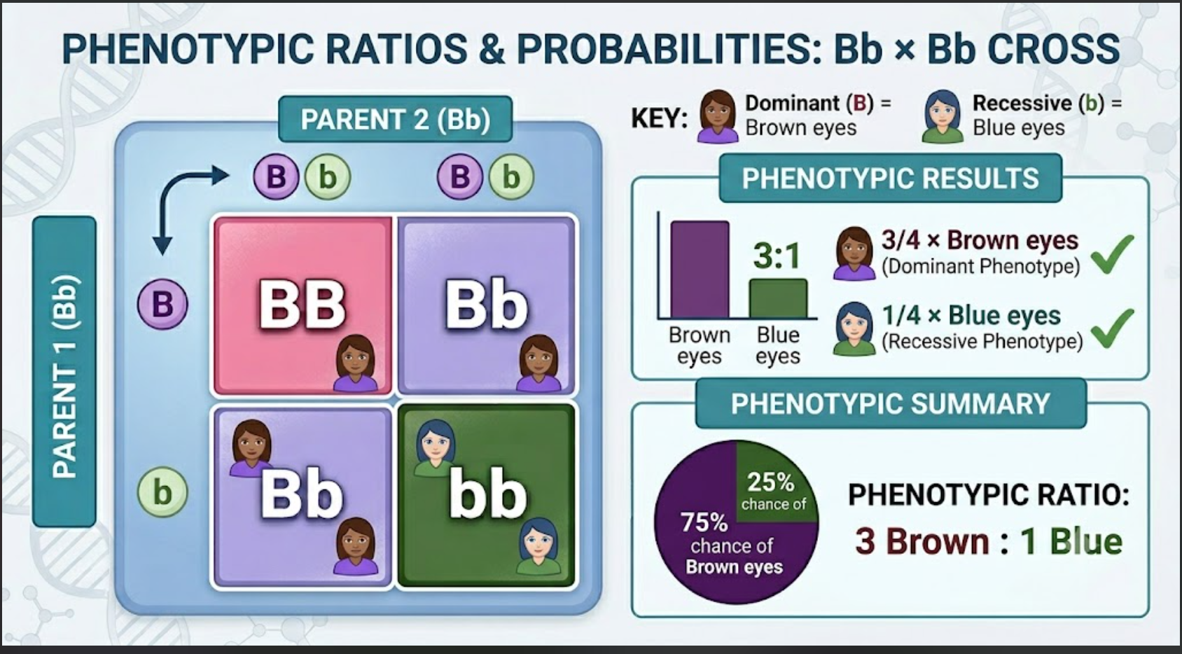 <p>75% dominant trait, 25% recessive trait (Phenotypic ratio: 3:1).</p>