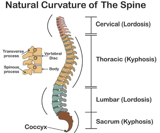 <p>The cervical and lumbar curvatures are concave, while the thoracic and sacral curvatures are convex</p>