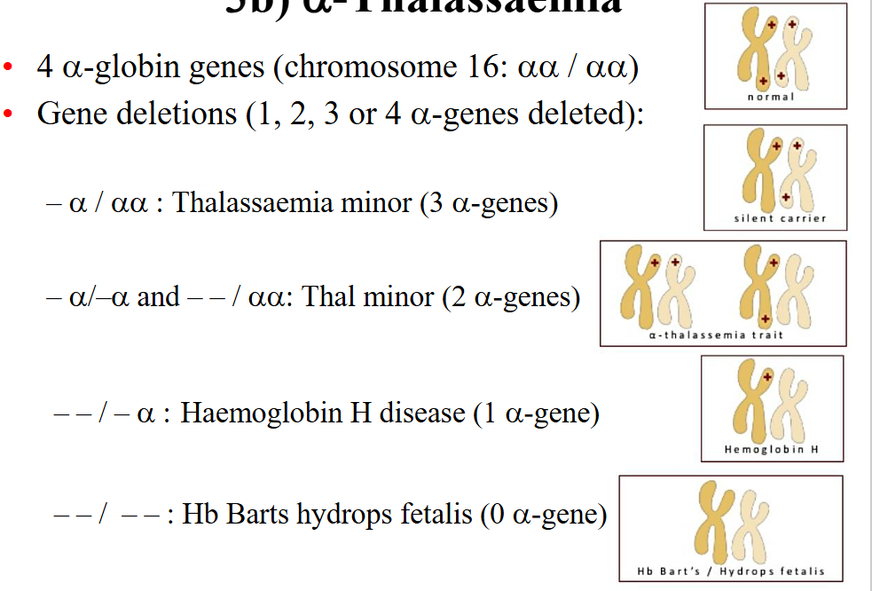 <p>- 4 alpha globin genes (chromosome 16: alpha alpha / alpha alpha)</p><p>- Gene deletions (1, 2, 3, or 4 alpha-genes deleted):</p><p>.</p><p>- a / aa: Thalassaemia minor (3 alpha genes)</p><p>- a / -a and --/aa : Thal minor (2 alpha genes)</p><p>--/-a: Haemoglobin H disease (1 alpha-gene)</p><p>--/-- : Hb Barts hydrops fetalis (0 alpha gene)</p>