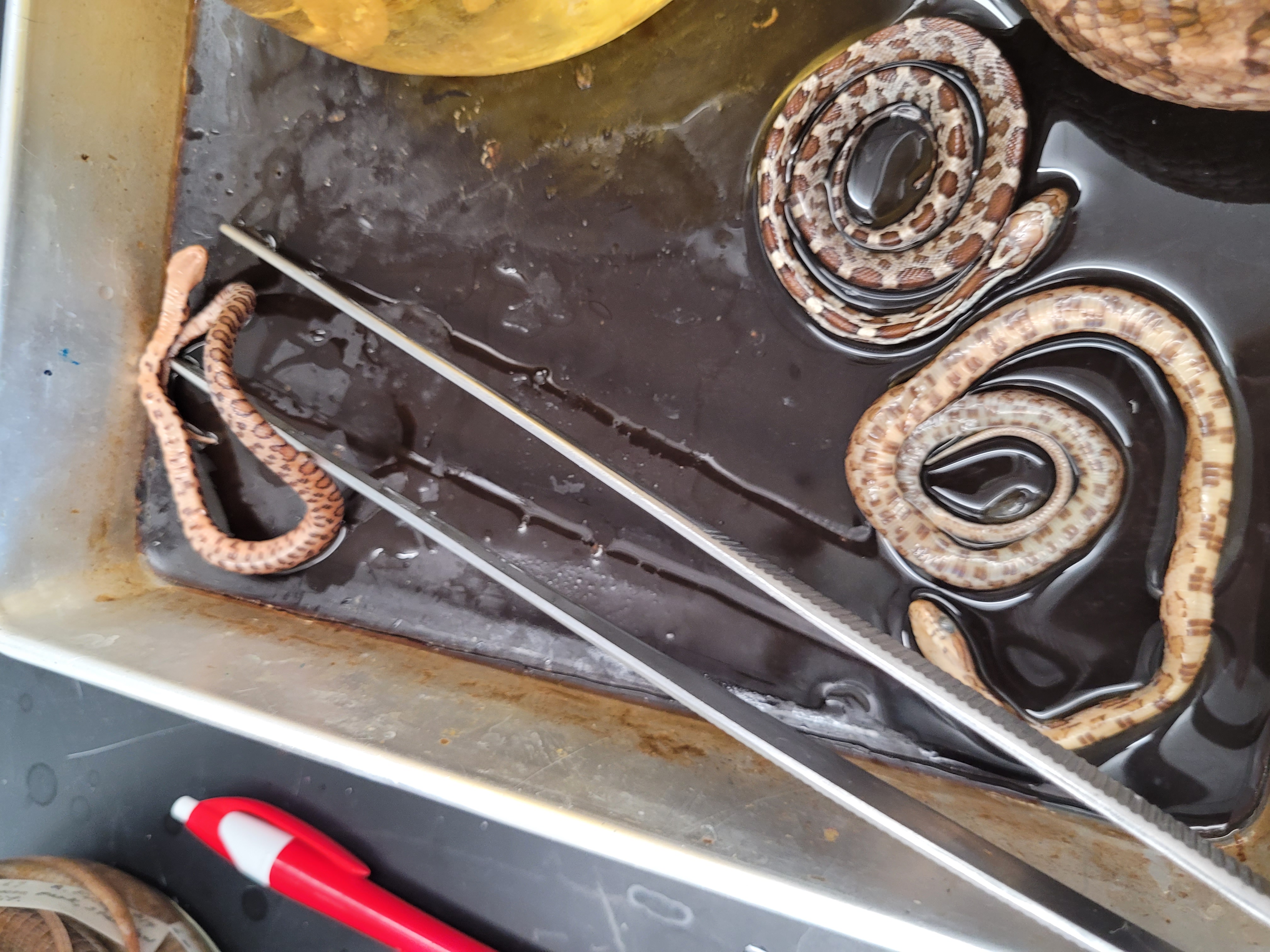<p>What snake is this</p>