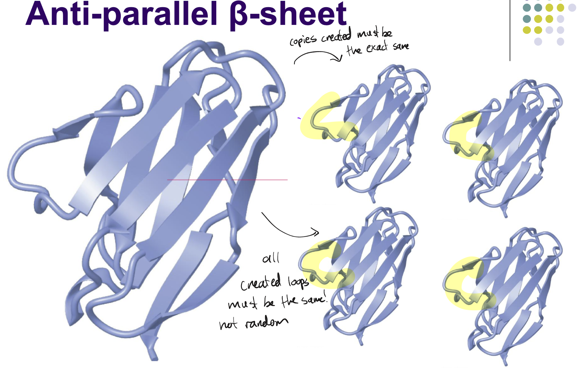 <p>No, the amino acid sequence/path of the polypeptide backbone is typically unchanging and highly specific to the structure and function of that particular protein. Thus, though the loops are different for each combination of amino acids, the specific loop needed for a specific function is used when needed and not randomly selected.</p>