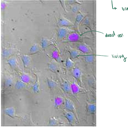 <p>Make things Visible: Specialized Fluorescent stains</p>
