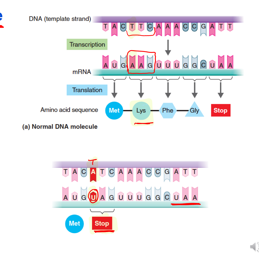 <p>What type of mutation is depicted ?</p>