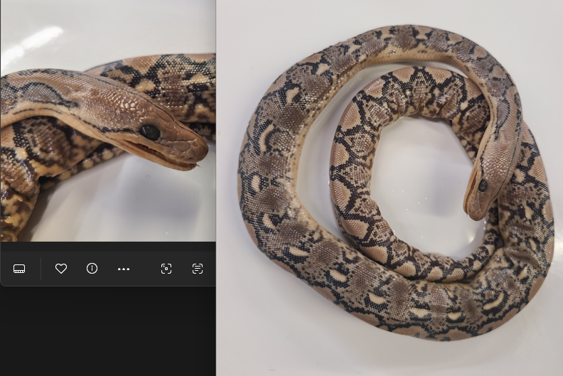 <p>Clade and Family of Malayopython reticulatus</p>